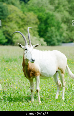 Scimitar horned Oryx allein in eine Wiese, die Warnung auf der Suche Stockfoto