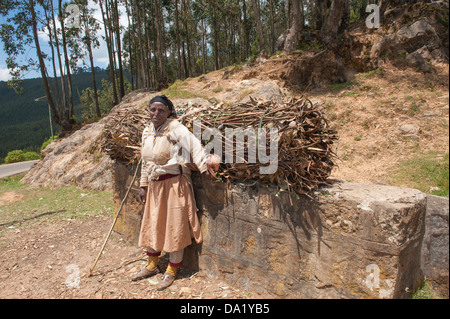 Frau, die ein Bündel von Eukalyptusholz, Addis Ababa, Äthiopien Stockfoto