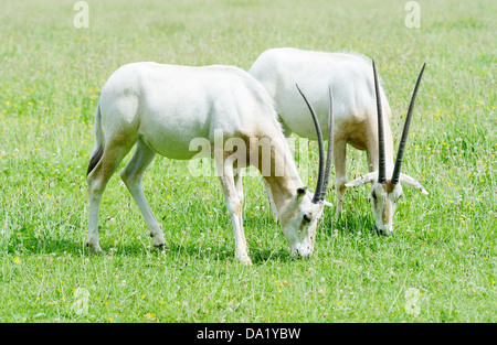 Zwei Krummsäbel horned Oryx Rasen bei Sonnenschein gemeinsam essen Stockfoto