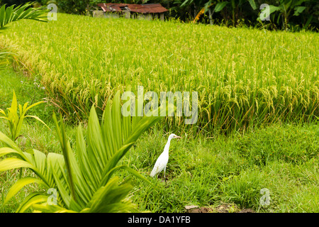 Weißer Reiher auf Reisfelder auf Bali, Indonesien Stockfoto