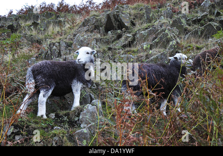 Herdwick Schafe auf einer felsigen Felsvorsprung im englischen Lake District Stockfoto