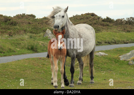 Stute und Fohlen auf Dartmoor England gesehen Stockfoto