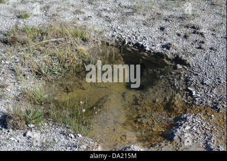 Kleiner Pool und Vent unbenannte thermische Funktion, umgeben von Rasen und grauen Sinter, in der Nähe von Pumpen, Geysir, Geyser Hill, Yellowstone Stockfoto