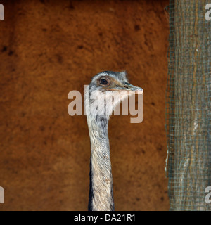 Größere Rhea flugunfähigen Vogel Kopf Nahaufnahme. Tierische Porträt. Stockfoto