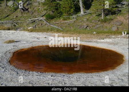 Hang-Bäume im braunen Wasser Wellenfeder umgeben von grauen Sinter, Geyser Hill, Upper Geyser Basin, Yellowstone Stockfoto