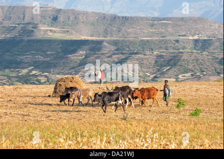 Landwirte, die Herden von Kühen, Lalibela, Amhara Region, Nord-Äthiopien Stockfoto