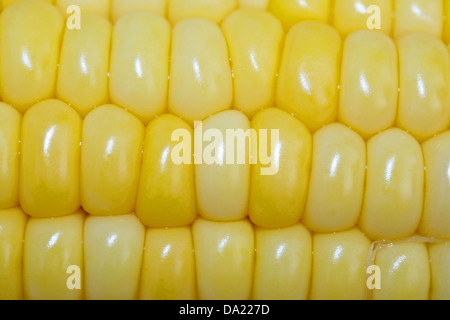 Dies ist eine Nahaufnahme des Bündels von Mais wie gutes Essen Hintergrund Stockfoto