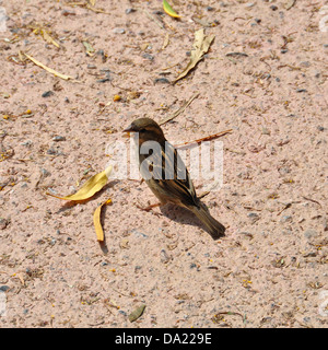 Braune kleine Spatz Vogel ernähren sich von Samen. Tierische Hintergrund. Stockfoto
