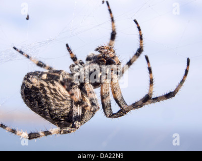 Eine große Spinne im Netz auf Lesbos, Griechenland Stockfoto