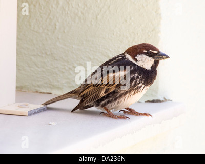 Ein männlicher Spanisch Spatz (Passer Hispaniolensis) auf Lesbos, Griechenland Stockfoto