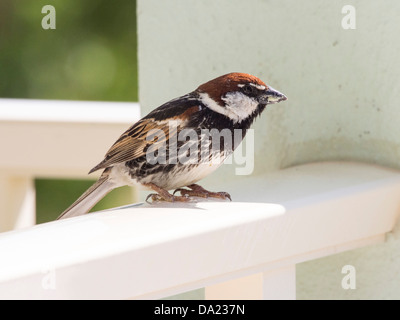 Ein männlicher Spanisch Spatz (Passer Hispaniolensis) auf Lesbos, Griechenland Stockfoto