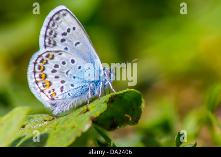 Porträt eines Schmetterlings (Polyommatus Icarus Rott.) Stockfoto