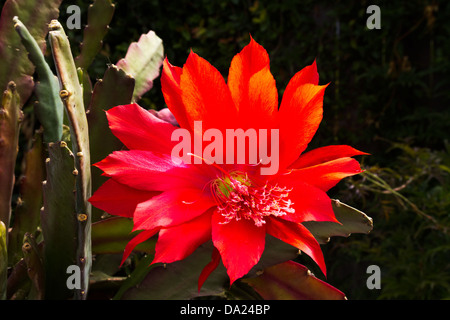 Closeup, Blick auf eine Kaktus-Blume Stockfoto