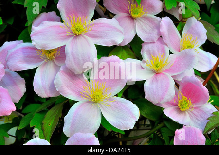 Blüten von Clematis Montana 'Elizabeth' Stockfoto