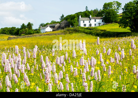 Wasser Bistort, Hahnenfuß, Klee und andere wilde Blumen wachsen in Arten reiche traditionelle Mähwiese in Windermere, Lake Di Stockfoto