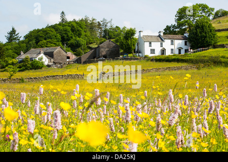 Wasser Bistort, Hahnenfuß, Klee und andere wilde Blumen wachsen in Arten reiche traditionelle Mähwiese in Windermere, Lake Di Stockfoto