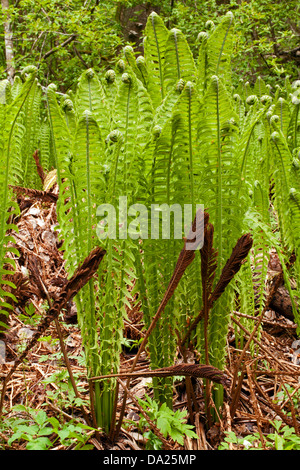 Strauß-Farn (Matteuccia Struthiopteris) junge Sprossen mit letztes Jahr Wedel Stockfoto