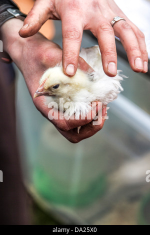 Ein Küken auf dem Markt von einer Frau mit schmutzigen Händen Hintergrund unscharf gestreichelt Stockfoto