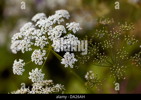 Gemahlen Sie ältere (Aegopodium Podagraria) Blüten und Samen Stockfoto