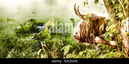 Highland Kuh von einem Baum in einer Wiese ausruhen hautnah Stockfoto