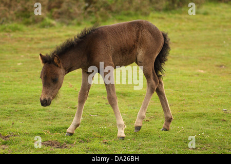 Dartmoor Pony Fohlen, in der Nähe von Widecombe, Dartmoor, England Stockfoto