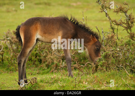 Dartmoor Pony Fohlen, in der Nähe von Widecombe, Dartmoor, England Stockfoto