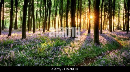 Pfad durch Bluebell Wald im Sonnenaufgang Stockfoto