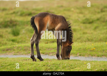 Dartmoor Pony Fohlen, in der Nähe von Widecombe, Dartmoor, England Stockfoto