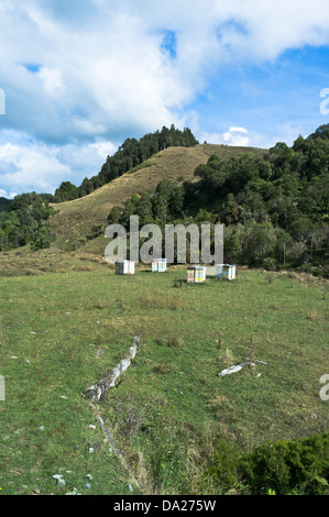 dh Bienenstöcke in Feld Waitomo WAIKATO REGION NEUSEELAND NZ Land Box Bienenstöcke Bienenstock draußen Stockfoto