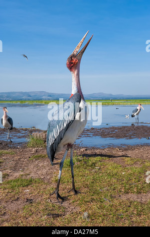 Marabou Storch (Leptoptilos Crumeniferus), Awasa Hafen, Äthiopien Stockfoto