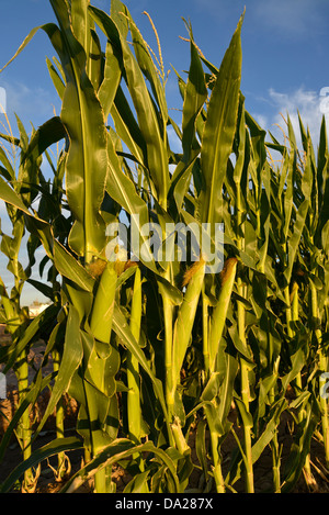 Stiele der Mais wachsen in einem Feld. Stockfoto