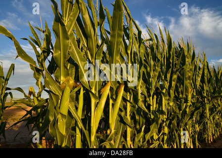 Stiele der Mais wachsen in einem Feld. Stockfoto