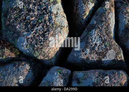 Moos und Flechten bedeckt bunten Felsen im Acadia Nationalpark in Maine. Stockfoto