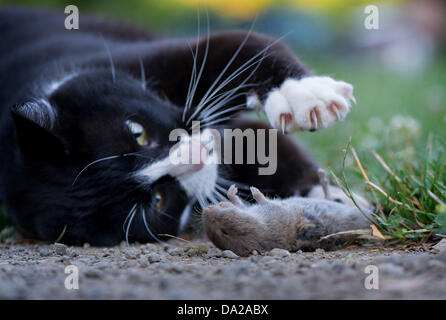 Roseburg, Oregon, USA. 1. Juli 2013. Eine Hauskatze spielt mit einem Toten Gopher, die es auf einem Bauernhof im ländlichen Douglas County in der Nähe von Roseburg gefangen. Laut einer aktuellen Studie, veröffentlicht in der Zeitschrift Nature Communications töten Hauskatzen Milliarden Vögel, Mäuse und kleine Tiere in den USA jedes Jahr. Bildnachweis: Robin Loznak/ZUMAPRESS.com/Alamy Live-Nachrichten Stockfoto