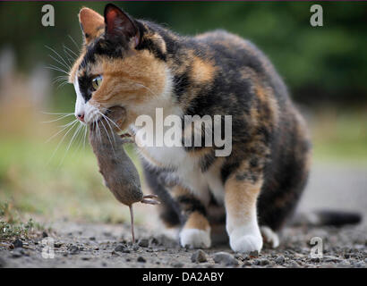 Roseburg, Oregon, USA. 1. Juli 2013. Eine Hauskatze spielt mit einem Toten Gopher, die es auf einem Bauernhof im ländlichen Douglas County in der Nähe von Roseburg gefangen. Laut einer aktuellen Studie, veröffentlicht in der Zeitschrift Nature Communications töten Hauskatzen Milliarden Vögel, Mäuse und kleine Tiere in den USA jedes Jahr. Bildnachweis: Robin Loznak/ZUMAPRESS.com/Alamy Live-Nachrichten Stockfoto