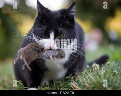 Roseburg, Oregon, USA. 1. Juli 2013. Eine Hauskatze spielt mit einem Toten Gopher, die es auf einem Bauernhof im ländlichen Douglas County in der Nähe von Roseburg gefangen. Laut einer aktuellen Studie, veröffentlicht in der Zeitschrift Nature Communications töten Hauskatzen Milliarden Vögel, Mäuse und kleine Tiere in den USA jedes Jahr. Bildnachweis: Robin Loznak/ZUMAPRESS.com/Alamy Live-Nachrichten Stockfoto