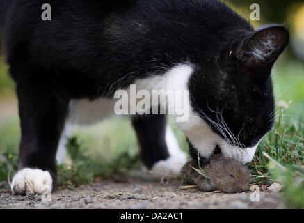 Roseburg, Oregon, USA. 1. Juli 2013. Eine Hauskatze spielt mit einem Toten Gopher, die es auf einem Bauernhof im ländlichen Douglas County in der Nähe von Roseburg gefangen. Laut einer aktuellen Studie, veröffentlicht in der Zeitschrift Nature Communications töten Hauskatzen Milliarden Vögel, Mäuse und kleine Tiere in den USA jedes Jahr. Bildnachweis: Robin Loznak/ZUMAPRESS.com/Alamy Live-Nachrichten Stockfoto