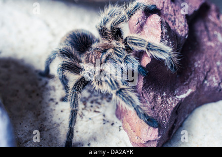 Nahaufnahme von einer großen schwarzen behaarte Vogelspinne kriecht auf einem Felsen Stockfoto