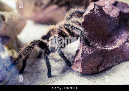 Nahaufnahme von einer großen schwarzen behaarte Vogelspinne kriecht auf einem Felsen Stockfoto