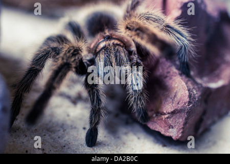 Nahaufnahme von einer großen schwarzen behaarte Vogelspinne kriecht auf einem Felsen Stockfoto