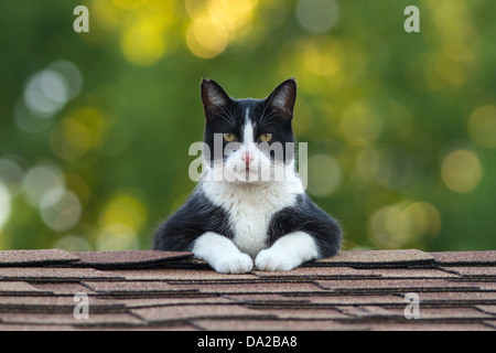 Smoking-Kater auf dem Dach starrte unverwandt Stockfoto