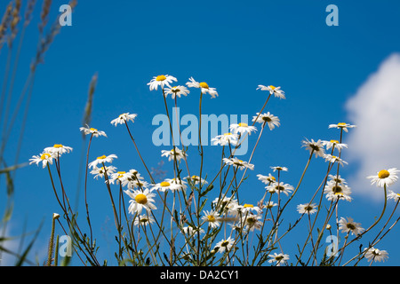 Leucanthemum Vulgare; Oxeye Daisy; gemeinsamen Daisy; blühen Stockfoto