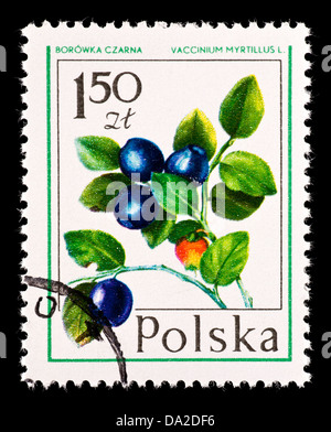 Briefmarke aus Polen mit Heidelbeeren Stockfoto