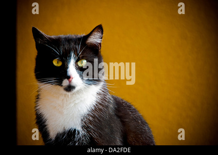 Inländische Bicolor oder Tuxedo cat Portrait Stockfoto