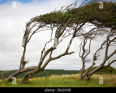 Bäume, geprägt durch starken Wind an Sand Bay, Kewstoke, Somerset, England Stockfoto