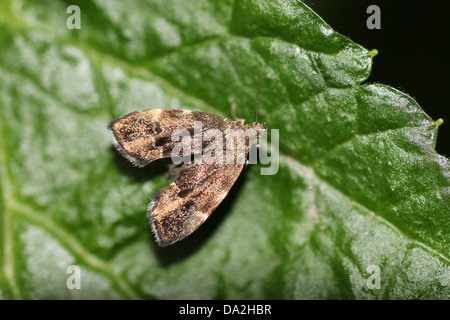 Brennnessel-Hahn Anthophila fabriciana Stockfoto