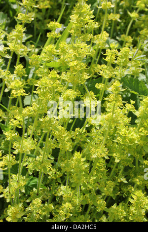 Crosswort Cruciata laevipes Stockfoto