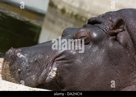 Flusspferd (Hippopotamus Amphibius) im Zoo. Stockfoto