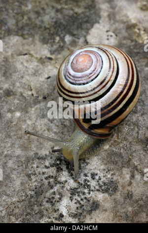 Dunkel-lippige gebändert Schnecke Bänderschnecken nemoralis Stockfoto