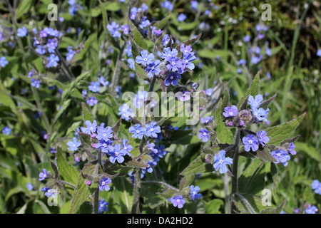 Grün Alkanet Pentaglottis sempervirens Stockfoto